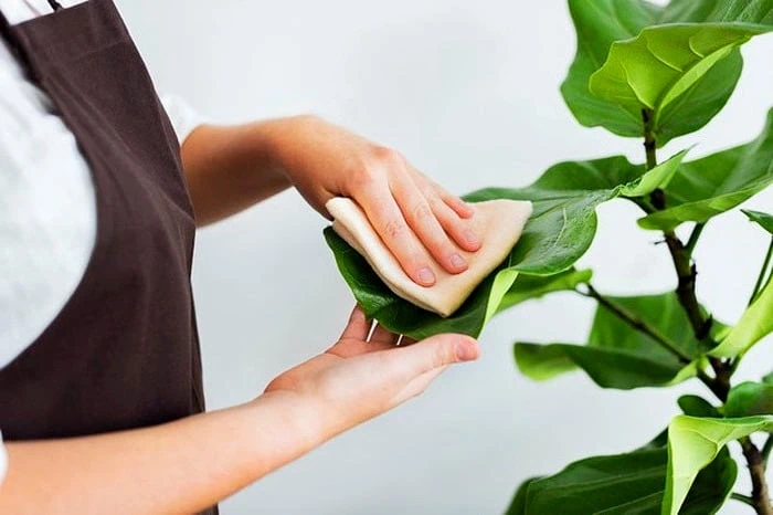 سرحال کردن گیاه پژمرده