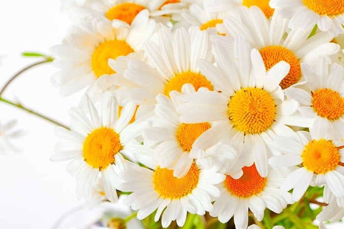 طرز نگهداری گل مینا خاک گل مینا