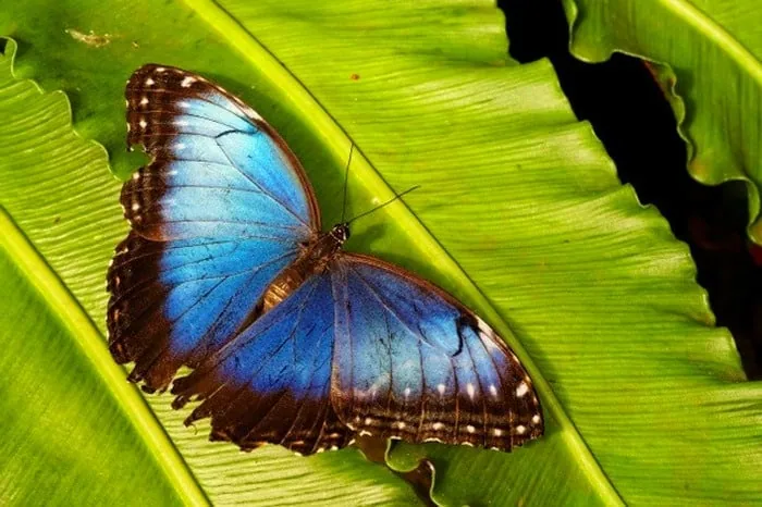 ترس از پروانه