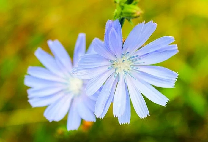 گل کاسنی