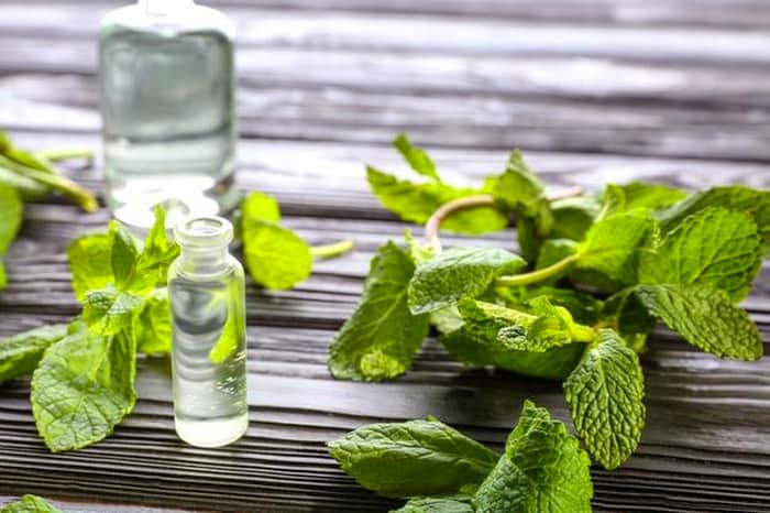 طرز تهیه روغن پونه روغن پونه