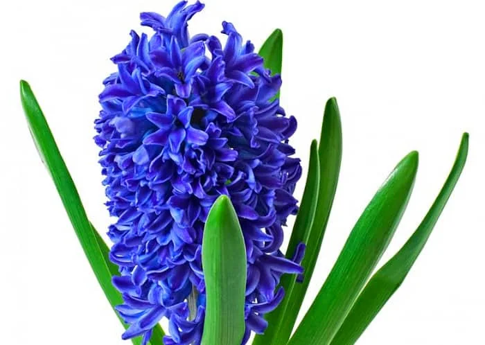سنبل آبی