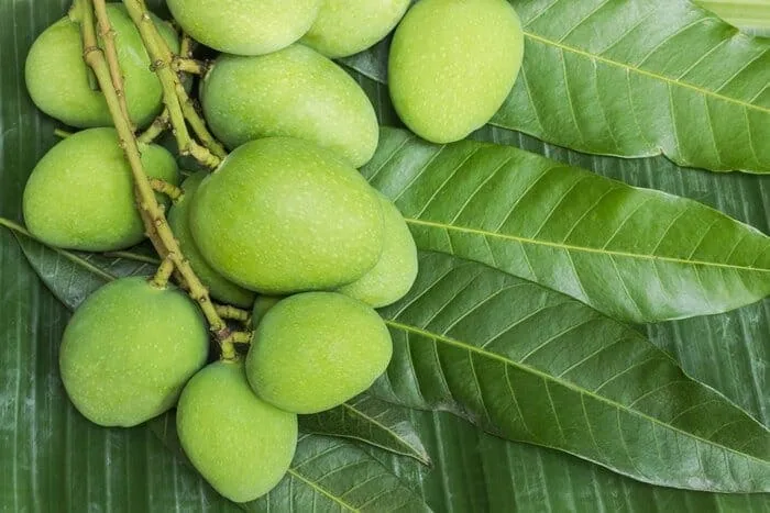 چغاله