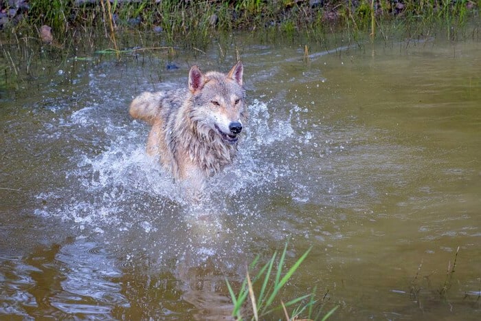 شنای گرگ ها