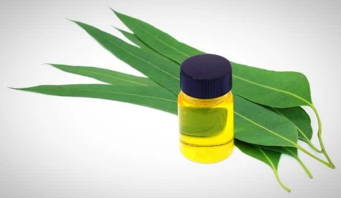 اکالیپتوس
