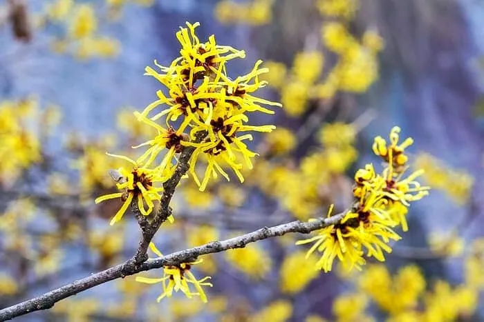نارون کوهی