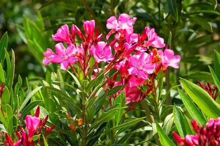 نور گیاه خرزهره