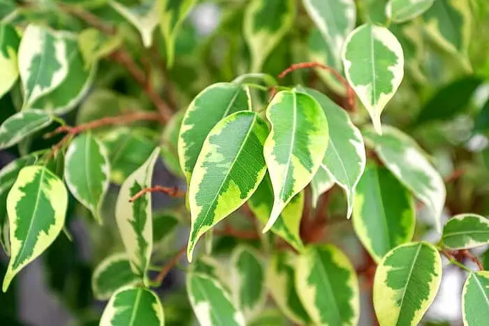 گیاه بنجامین