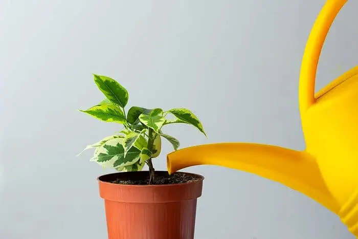تکثیر گیاه بنجامین