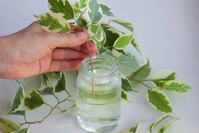 دمای گیاه بنجامین