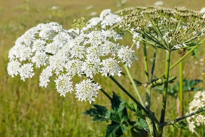 گلپر برای لاغری