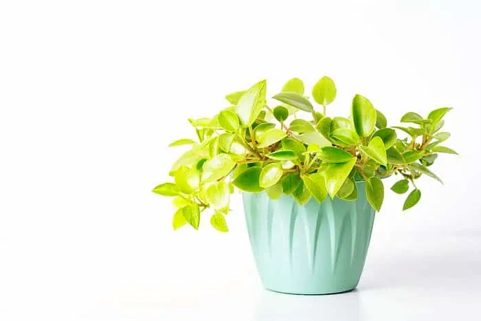 گیاه قاشقی برای تازه کار ها گیاه قاشقی