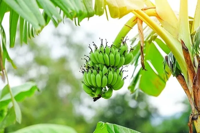میوه