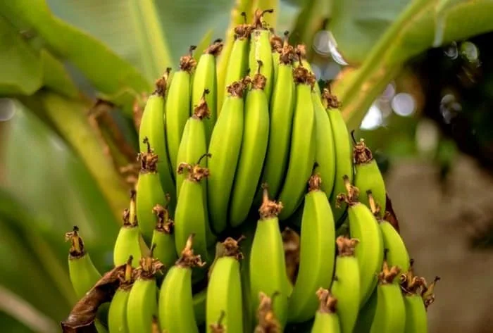 موز نارس یا موز رسیده
