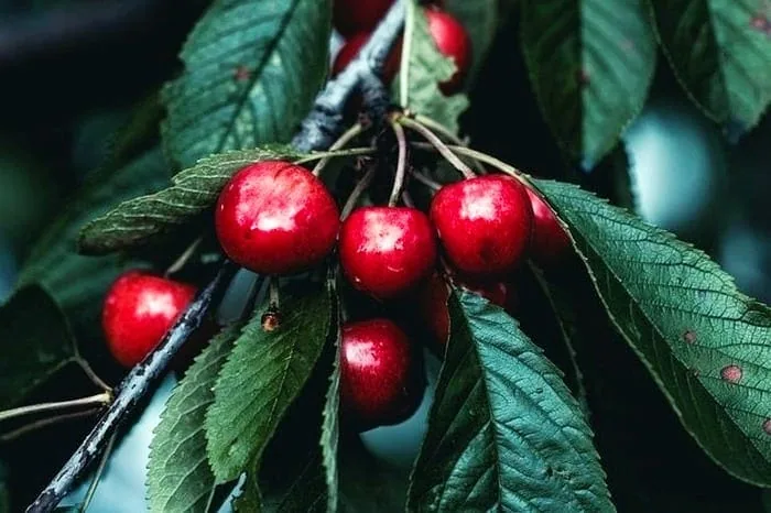 ماسک گیلاس