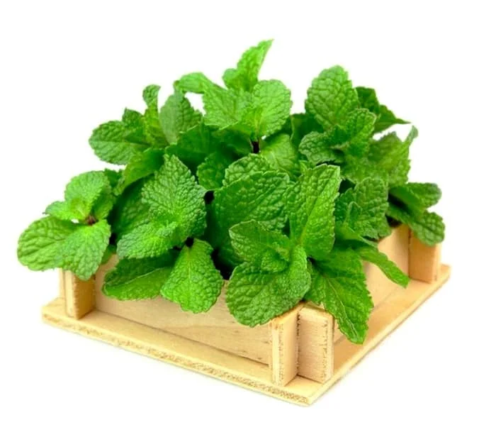 گیاه نعناع