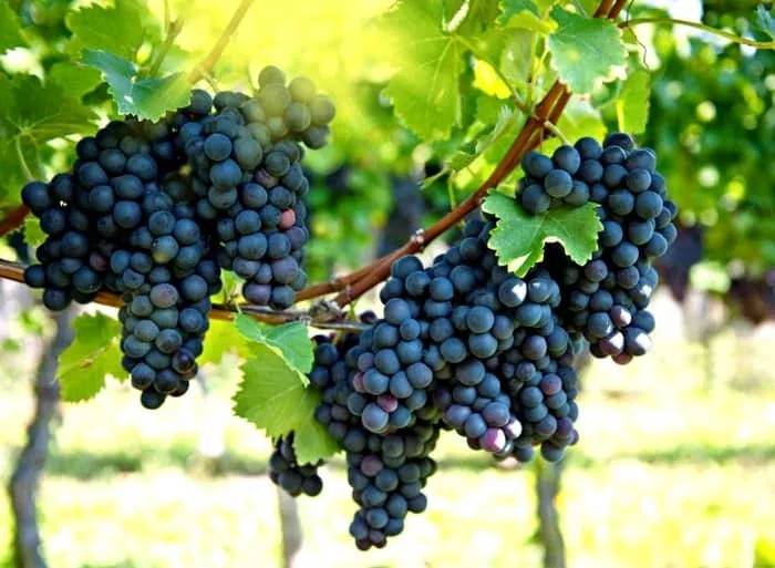خواص انگور برای ریه