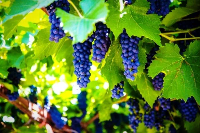 انگور برای کبد چرب