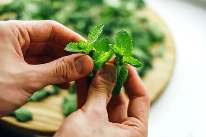 نعناع برای تهوع