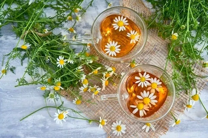 چای بابونه