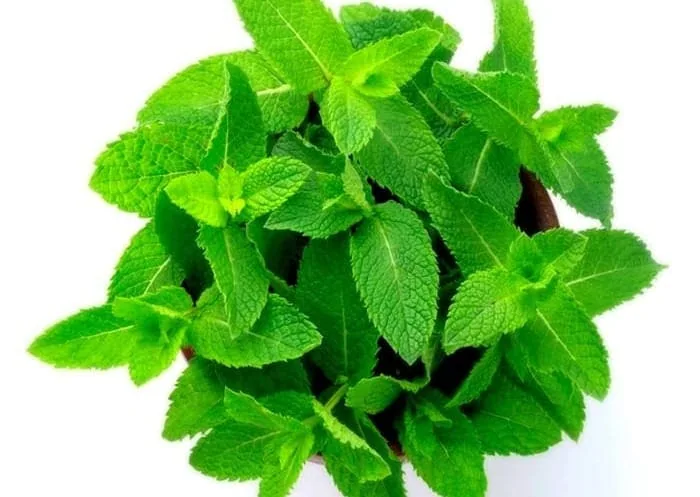 نعناع 