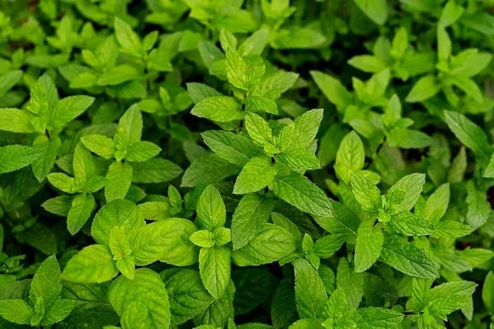 خواص و فواید نعناع
