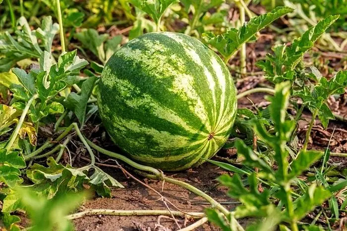 هندوانه
