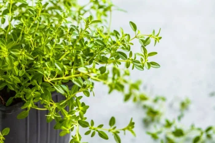 لاغری با آویشن