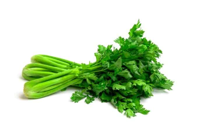 گیاه کرفس را چگونه بکاریم گیاه کرفس