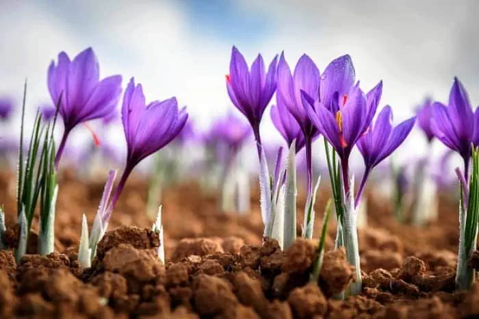 آبیاری زعفران