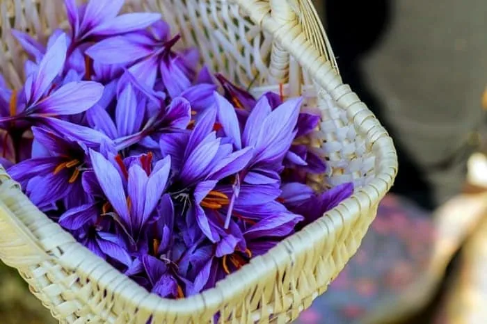 برداشت زعفران