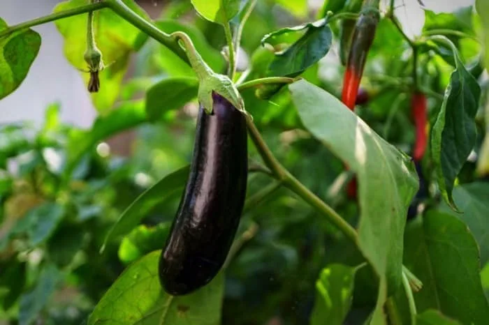 بادمجان برای زیبایی 