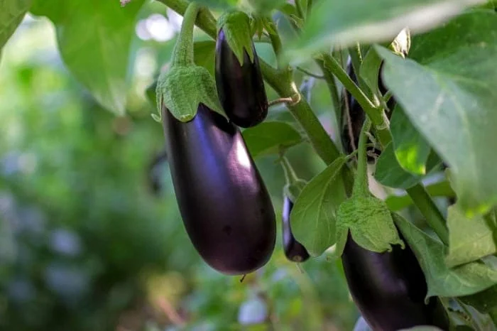 بادمجان و خواصش 