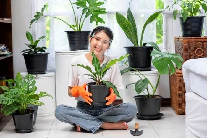 Baby water and shampoo to clean plant leaves Leaf cleaning