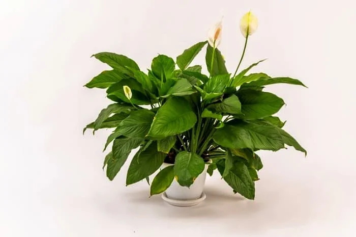 گیاهان خانگی