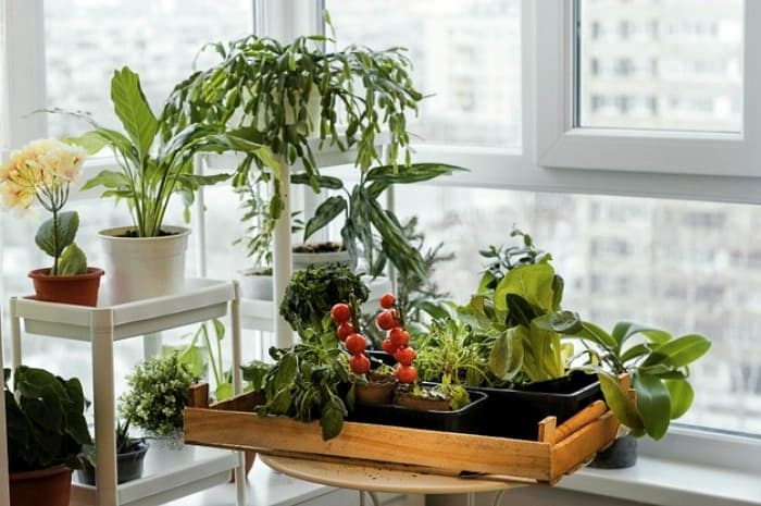 گیاهان آپارتمانی مقاوم با نگهداری آسان
