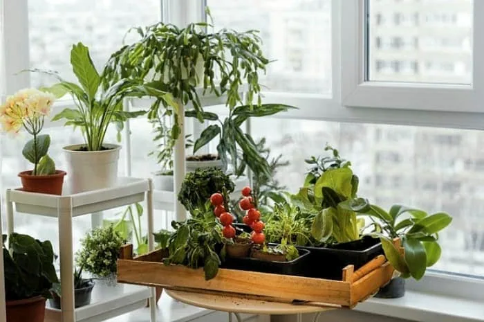 فواید گیاهان آپارتمانی