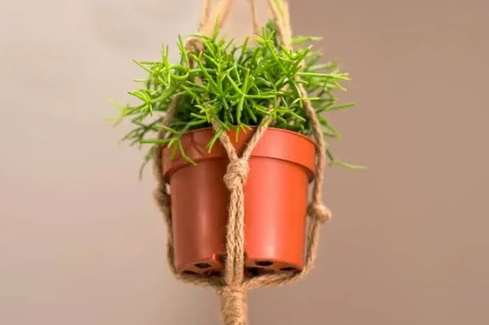 مراقبت از گل آپارتمانی