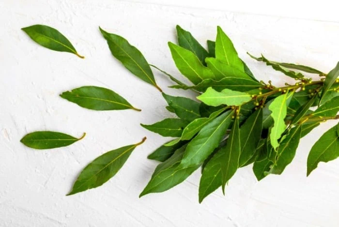 تبخال یک بیماری ویروسی است