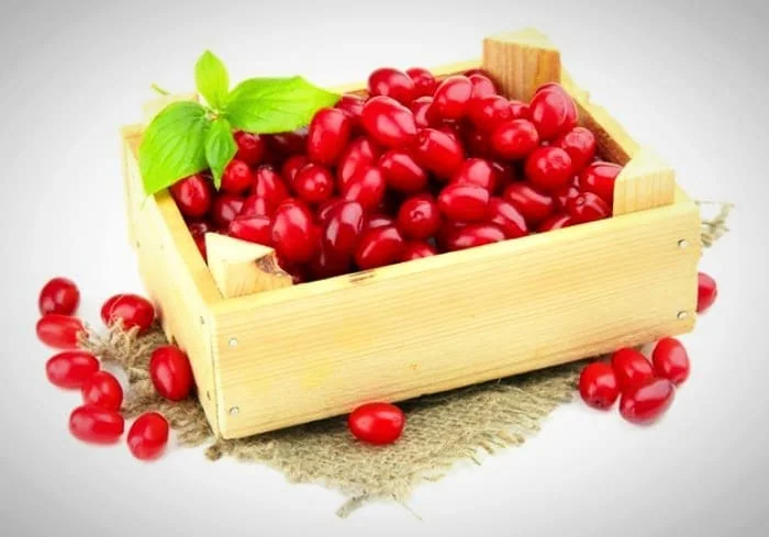 زغال اخته