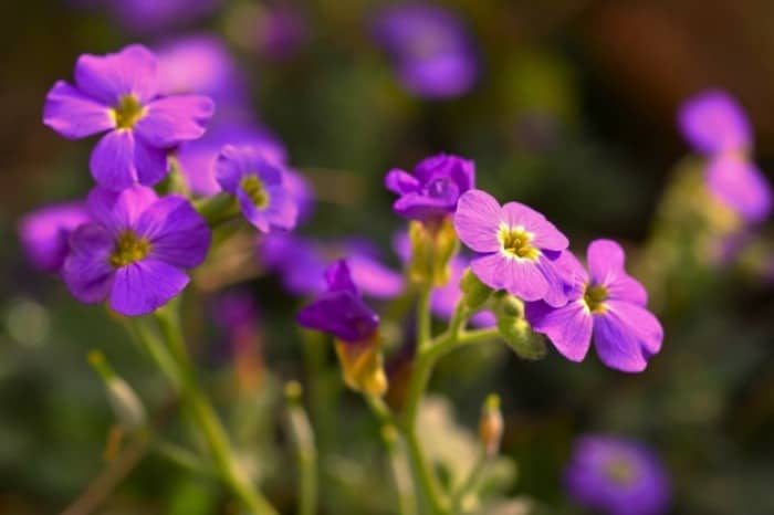 خواص گل بنفشه برای پوست ویتامین های گل بنفشه