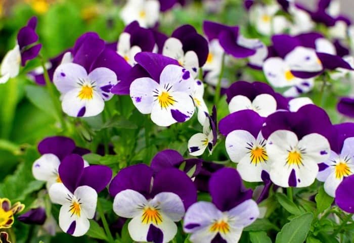 دمنوش گل بنفشه برای سرماخوردگی خواص گل بنفشه