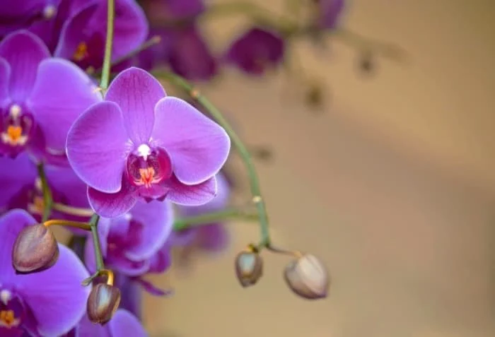 روغن گیاه بنفشه