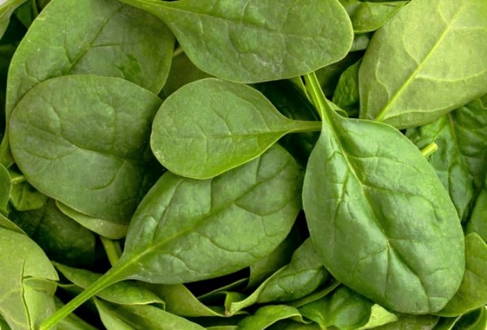 پرورش گیاه اسفناج گیاه اسفناج