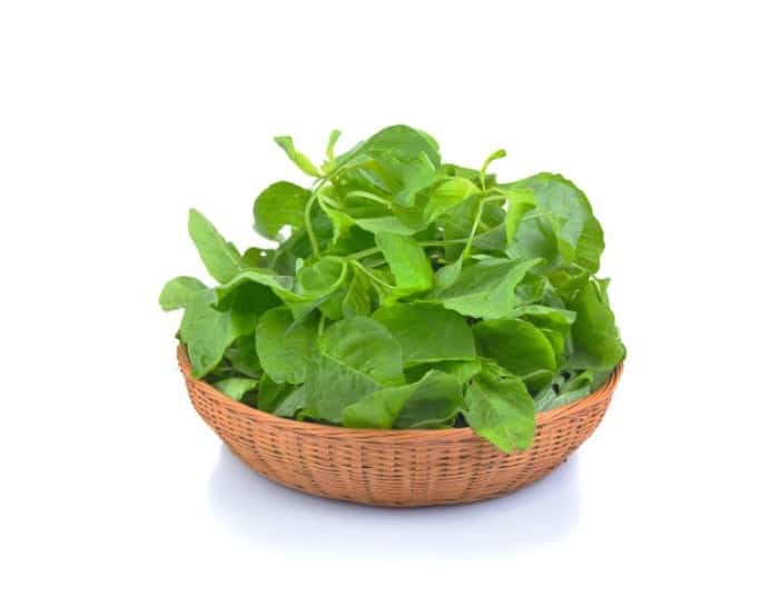 تغذیه مناسب