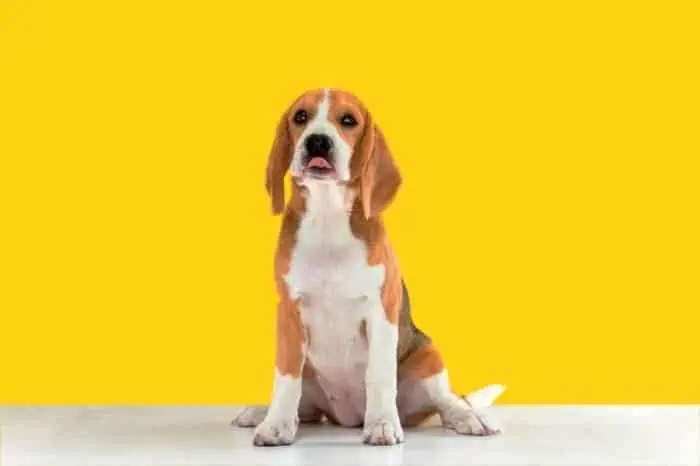 حس بویایی سگ