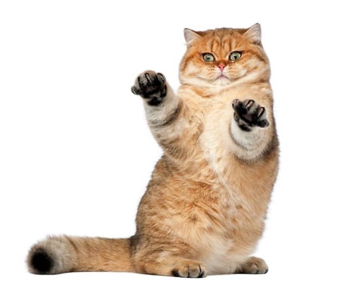 دور نگه داشتن گربه با سرکه سیب دور نگه داشتن گربه