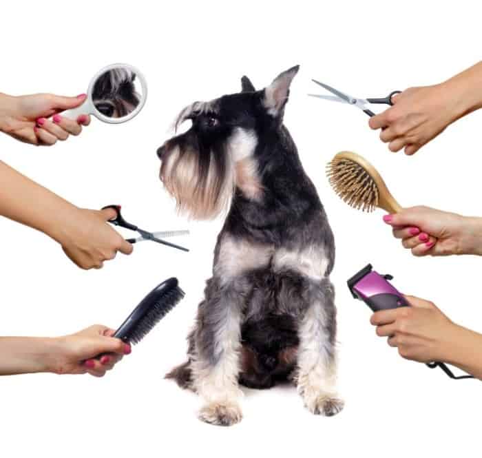 سرکه سیب و حیوانات شامپوی سگ