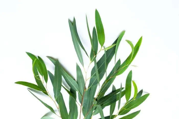 خواص روغن اکالیپتوس