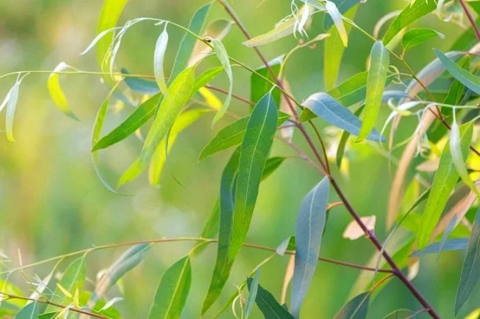 برگ اکالیپتوس